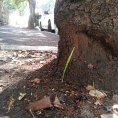 עלה קטן ירוק